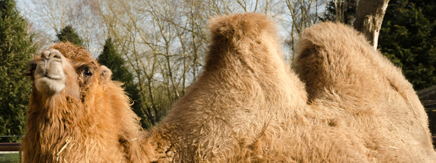 Camel at Banham Zoological Gardens