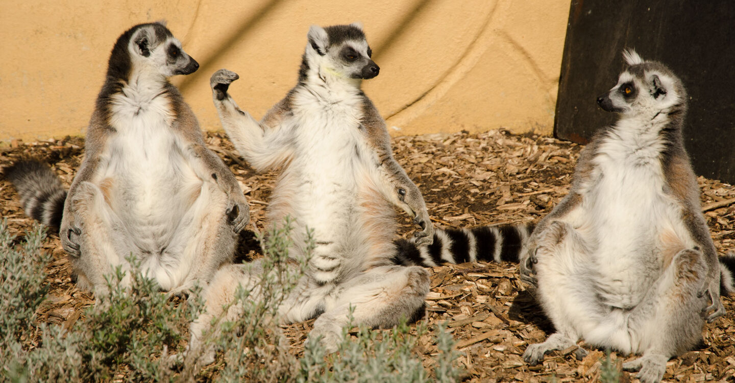 Lemurs