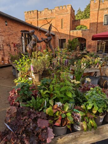 Plant sales at Felbrigg Hall, Gardens & Estate