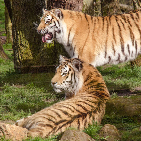 Amur Tigers at Banham Zoological Gardens