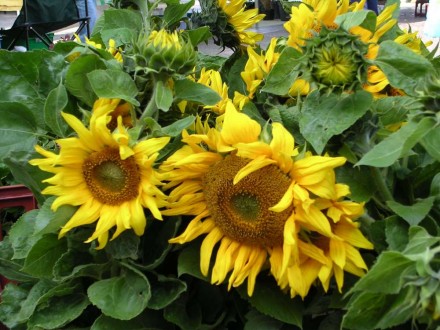 Sunflowers at Fakenham Farmers’ Market