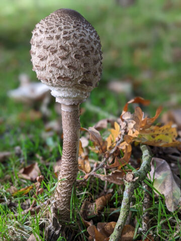 Toadstool at Felbrigg Gardens & Estate, Norfolk