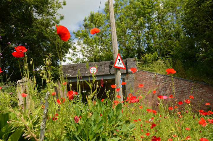 Poppies on the Marriott's Way