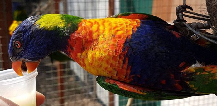 Parrot at Banham Zoo, Norfolk