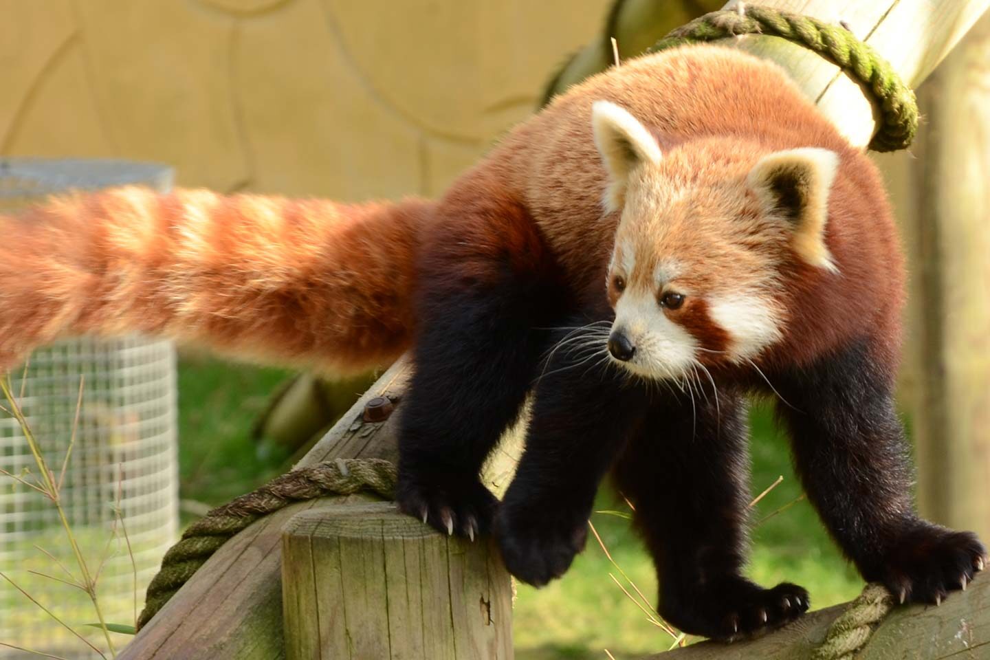 Red Panda, Banham Zoo, Norfolk