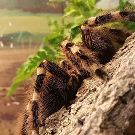 Tarantula spider at Banham Zoo, Norfolk