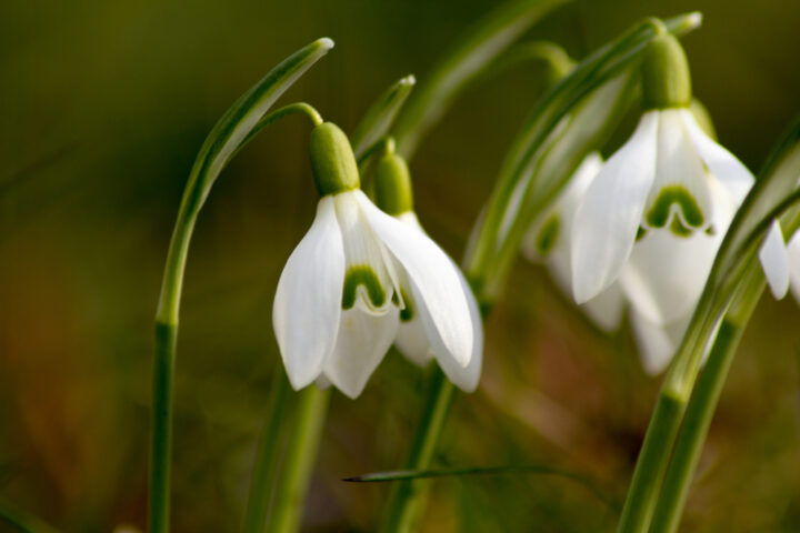 Galanthus nivalis (common snowdrop)