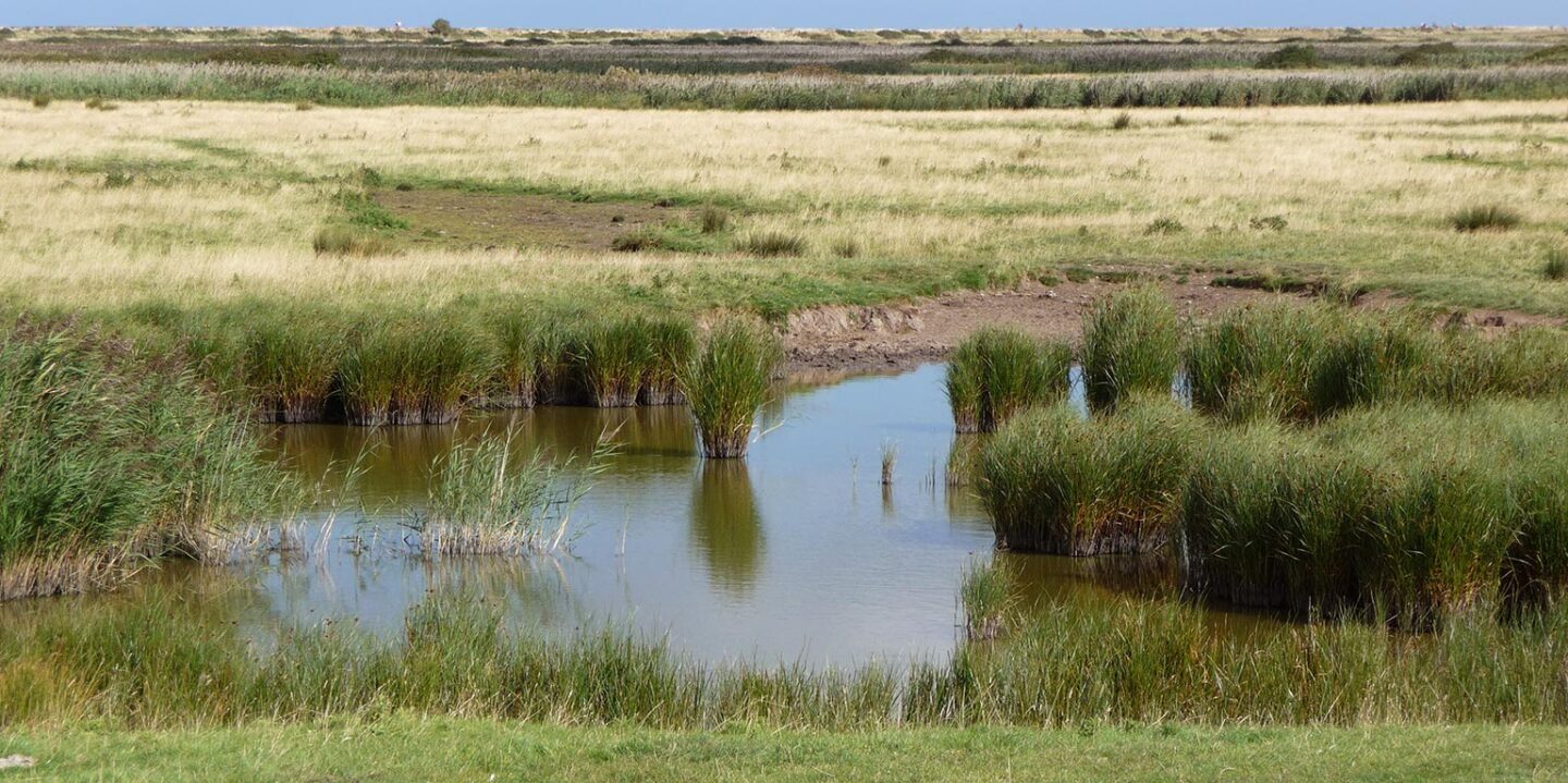 Blakeney Marshes