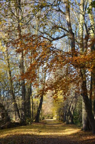 Nature walks at Blickling, Norfolk