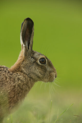 Norfolk Hare