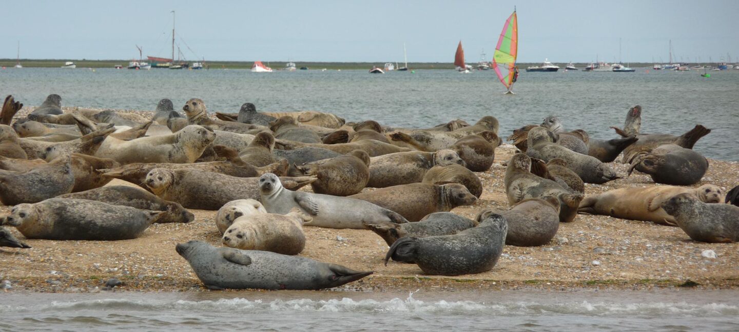 Seals on Blakeney Point, Norfolk