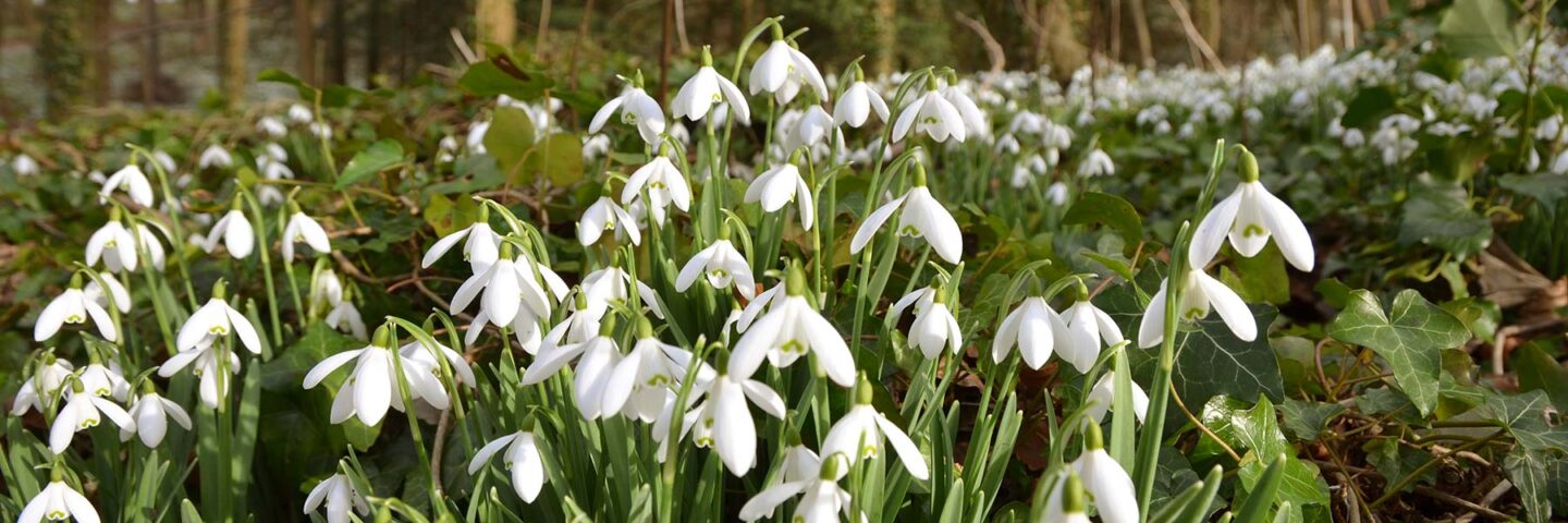 Norfolk snowdrops