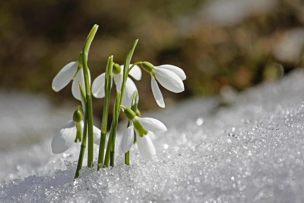 Gentle snowdrops flowering from the snow, first sign of spring