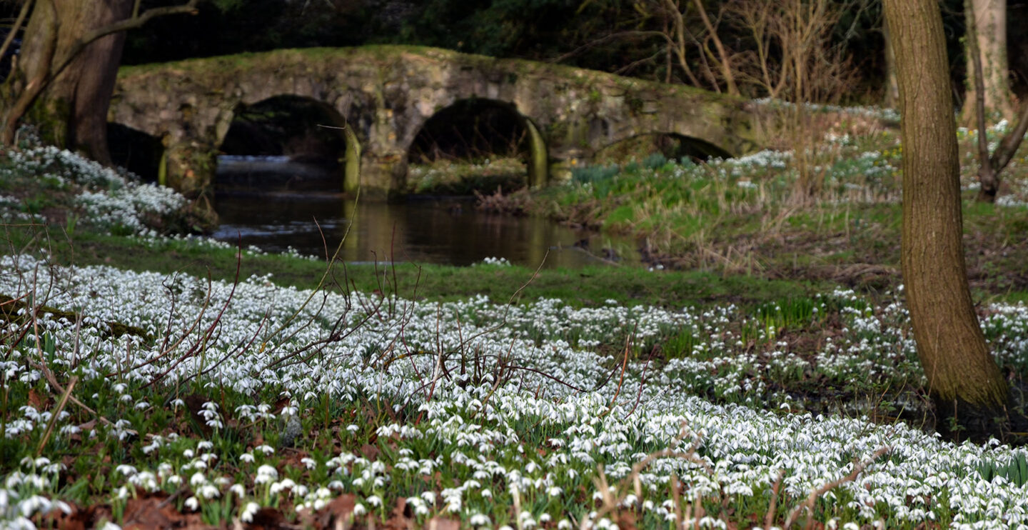 The River Stiffkey meanders through the Walsingham Abbey grounds, surrounded by carpets of snowdrops
