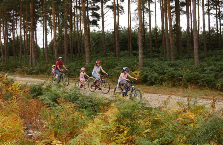 Family cycling at Thetford Forest, Norfolk