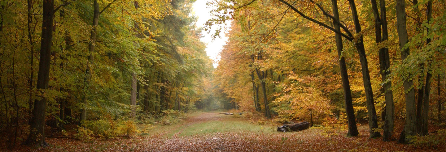 Thetford Forest, Norfolk