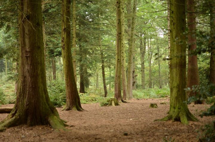 The Felbrigg Estate woods