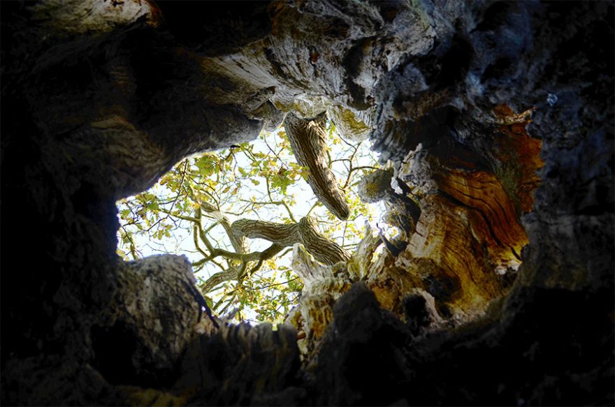 Inside a tree on Felbrigg Estate, Norfolk