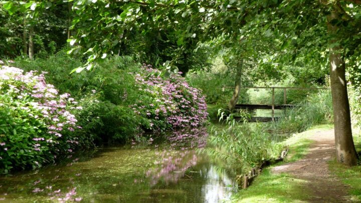 Fairhaven Woodland & Water Garden, Norfolk