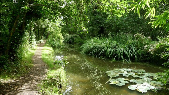 Fairhaven Woodland & Water Garden, Norfolk