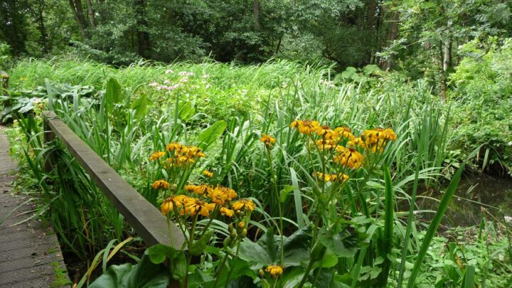 Fairhaven Woodland & Water Garden, Norfolk