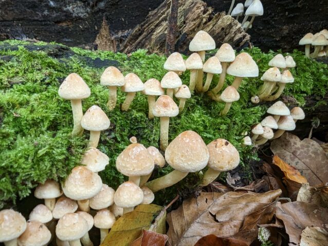 Mushrooms growing on a dead tree in Felbrigg woods (autumn)