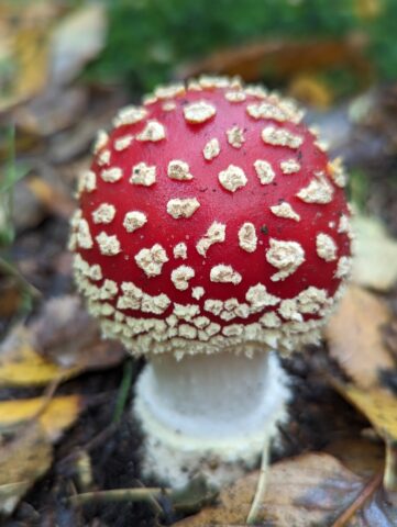 Fly Agaric mushroom in Felbrigg woods (autumn)