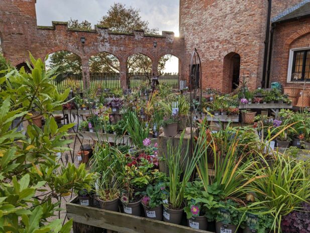 Plant sales in the courtyard at Felbrigg Hall, Gardens & Estate