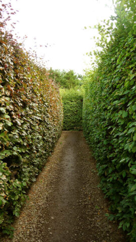Priory Maze, Sheringham, Norfolk
