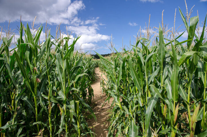 Wizard Maze, Metton, Norfolk
