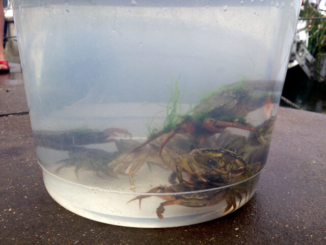 Crabbing or gillying in Norfolk