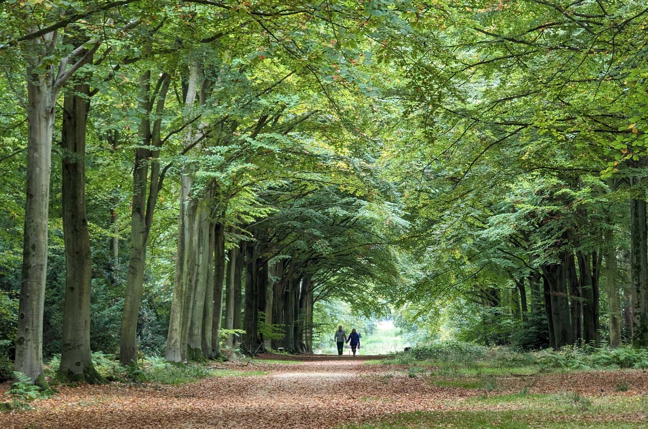 The 'Victory V' at Felbrigg Gardens & Estate, Norfolk