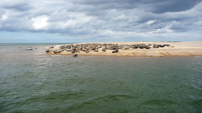 Seals on Blakeney Point, Norfolk