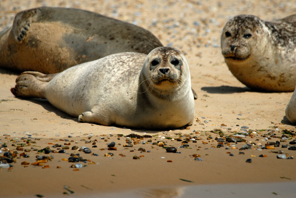 Common seals, Norfolk