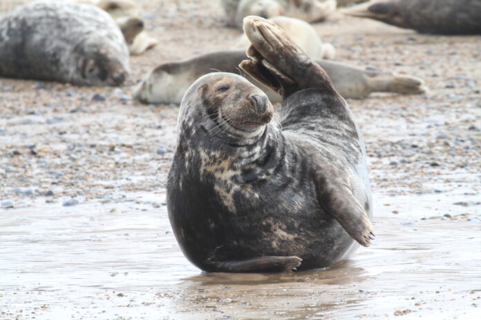 Grey seal, Norfolk