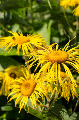 Pensthorpe Natural Park, Norfolk