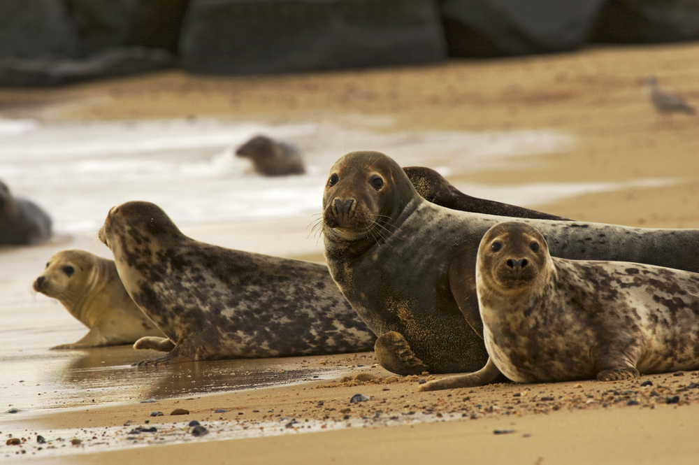 Grey Seals, Norfolk