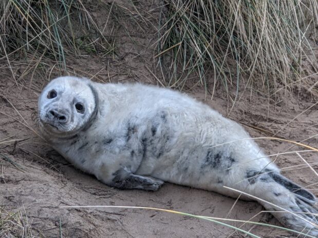 Grey pup seal, Horsey, Norfolk