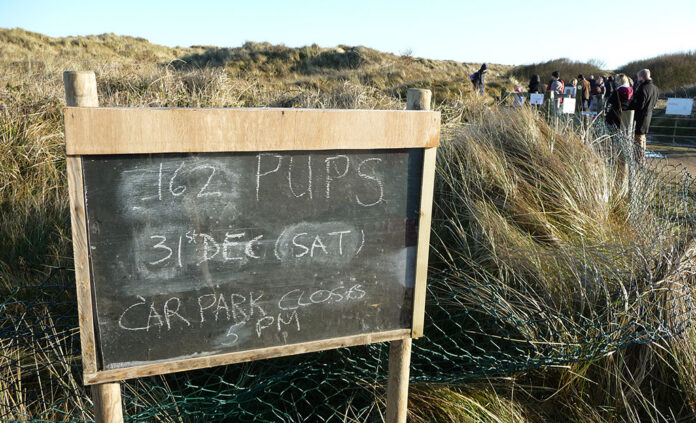Sign announcing seal pup numbers at Horsey