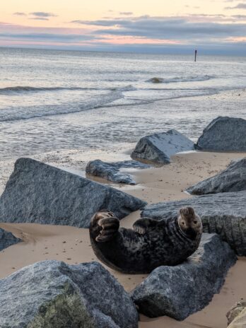 Large Grey seal, Horsey beach, Norfolk