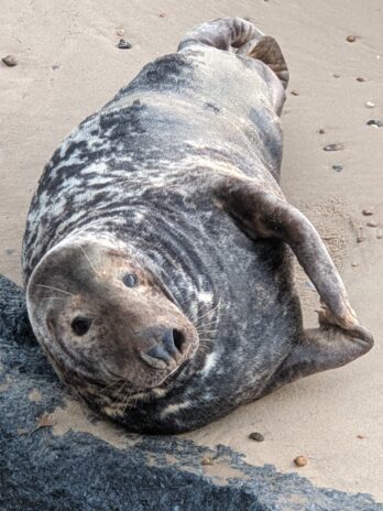 Large Grey seal, Horsey beach, Norfolk