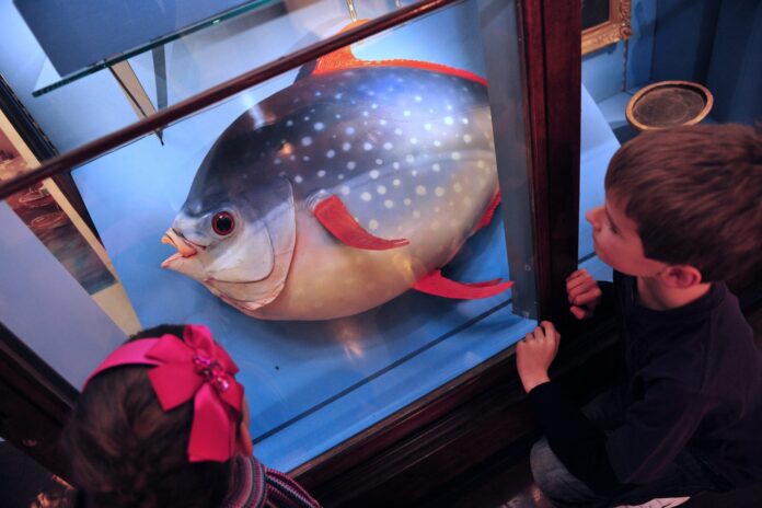 Maritime Display, Lynn Museum, King’s Lynn