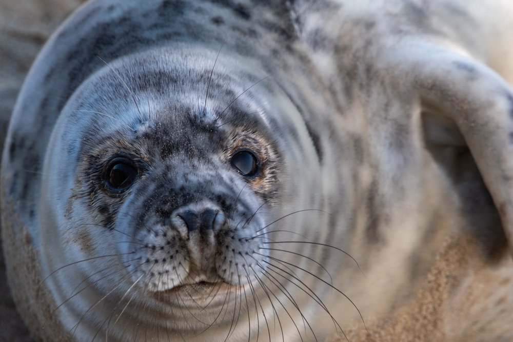 Norfolk seal