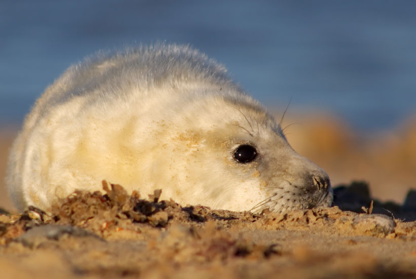 Norfolk Grey Seal pup