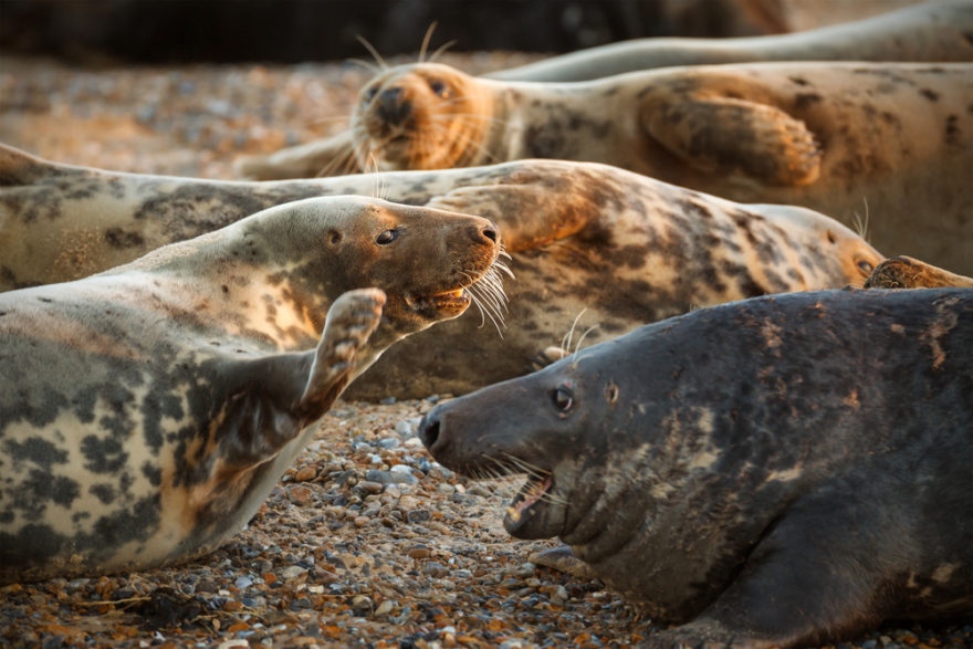 Norfolk seals
