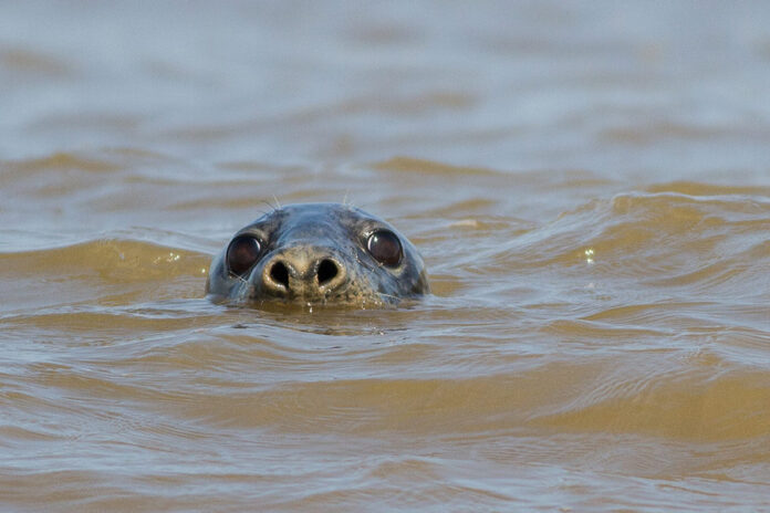 Seal bobbing up, Norfolk