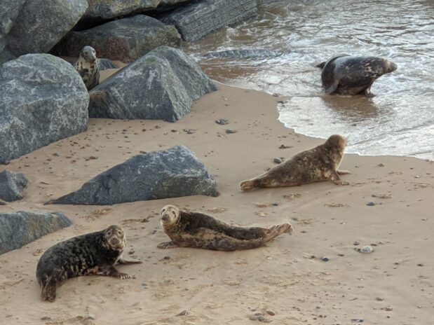 Seals on Horsey beach, Norfolk