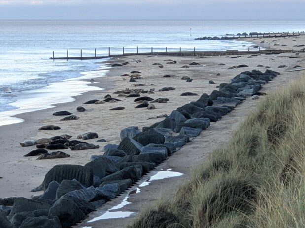 Seals on Horsey beach, Norfolk
