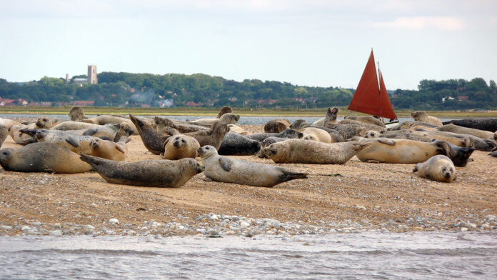 Seals at Blakeney Point, Norfolk