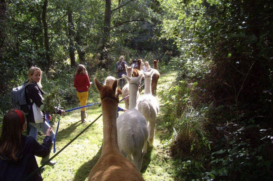 Walking with Alpacas, Norfolk